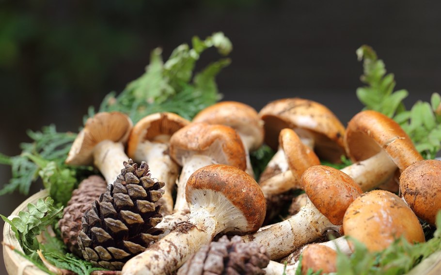 Дикорастущие грибы