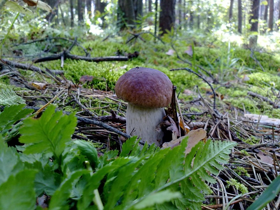 Грибной лес Мелихово