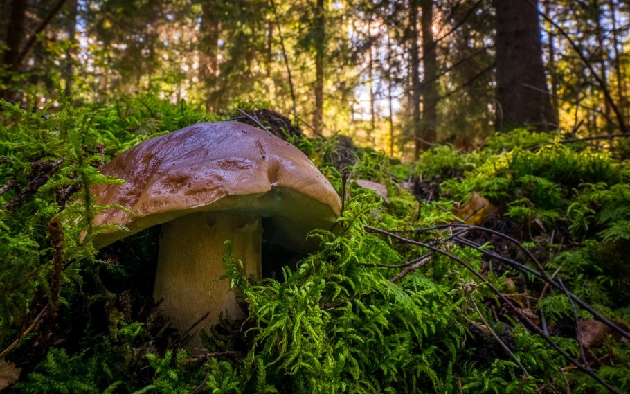 Грибной лес