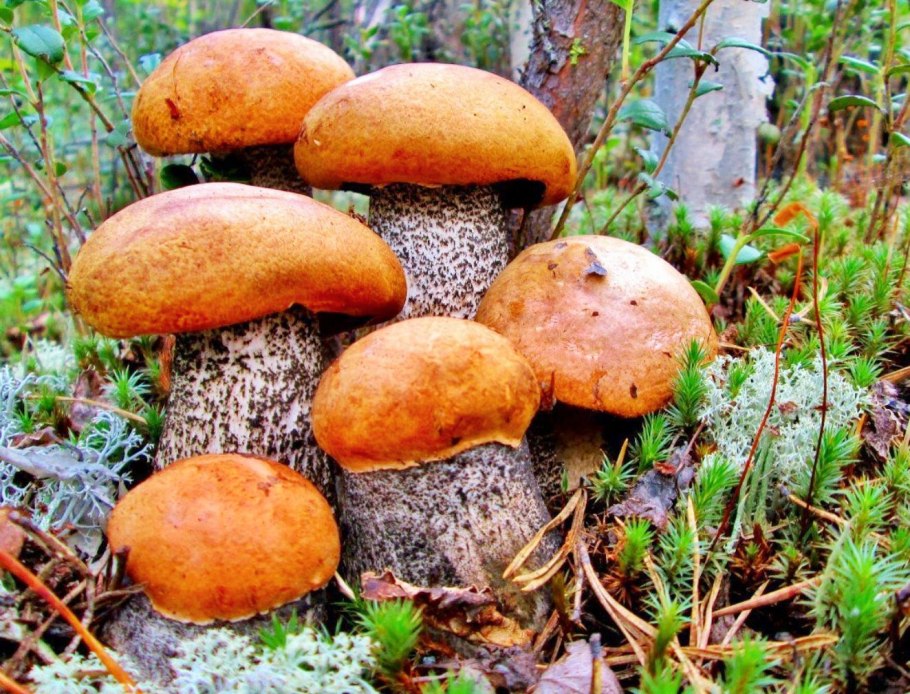 Ложноопёнок серно-жёлтый