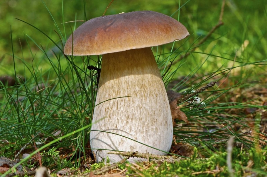 Boletus edulis – белый гриб