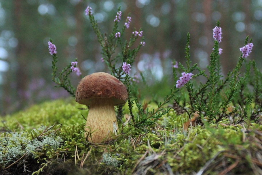 Съедобные грибы Адыгеи