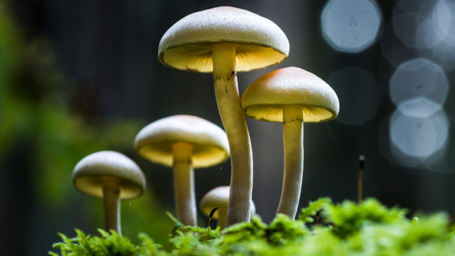 Filip Eremita грибы