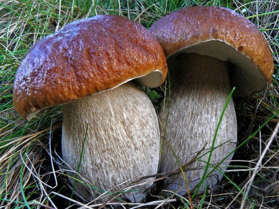 Боровик гриб съедобный