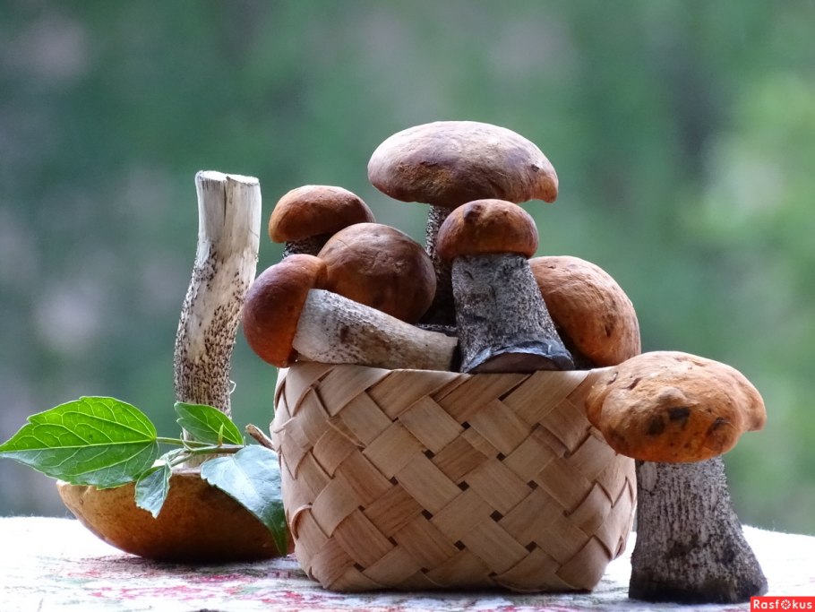 Самые полезные грибы