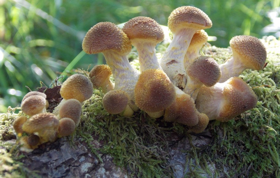 Honey fungus гриб