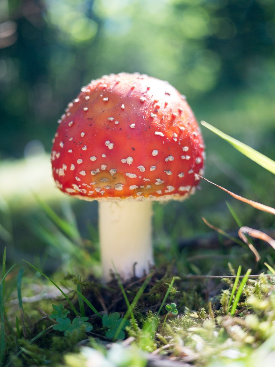 Ядовитые грибы в лесу