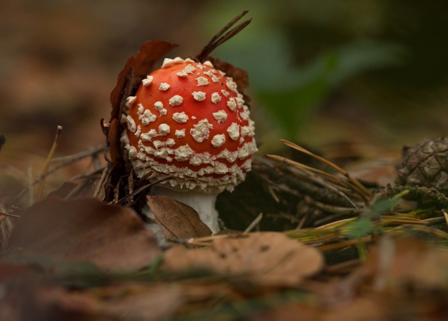 Необычные желтые тонкие грибы в лесу