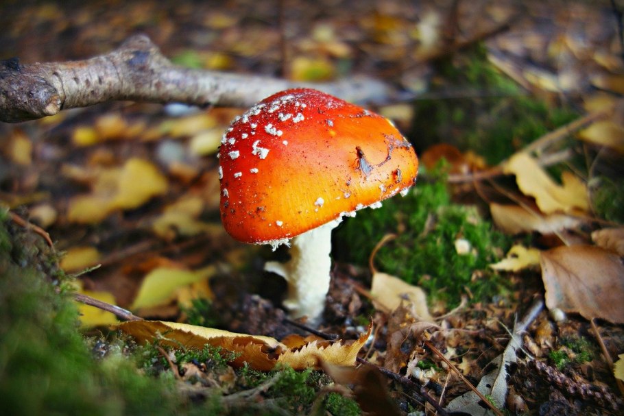 Agaricus muscarius — красный мухомор