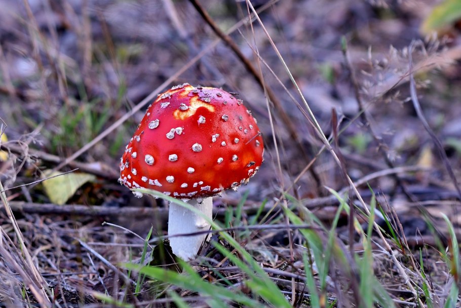 Несъедобные Лесные грибы