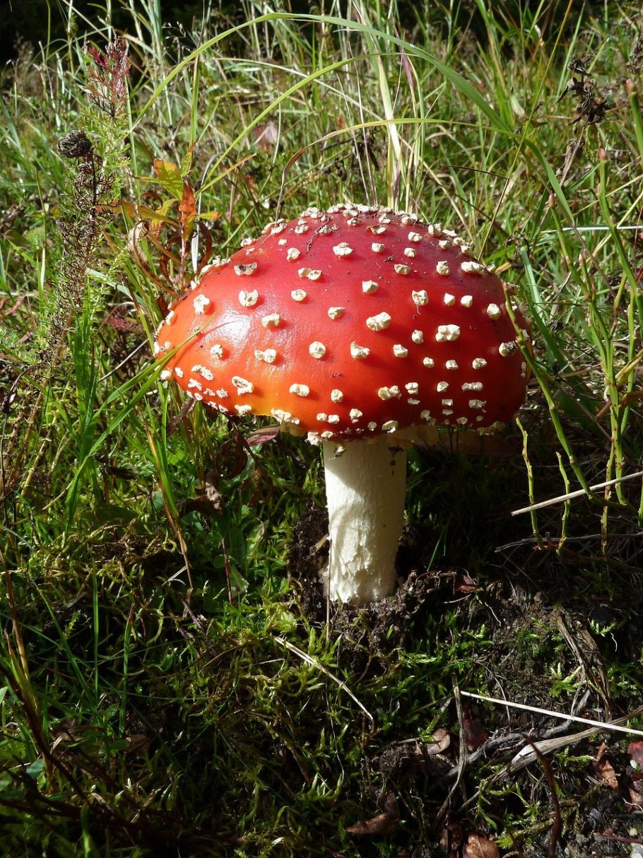 Съедобные грибы и несъедобные грибы фото