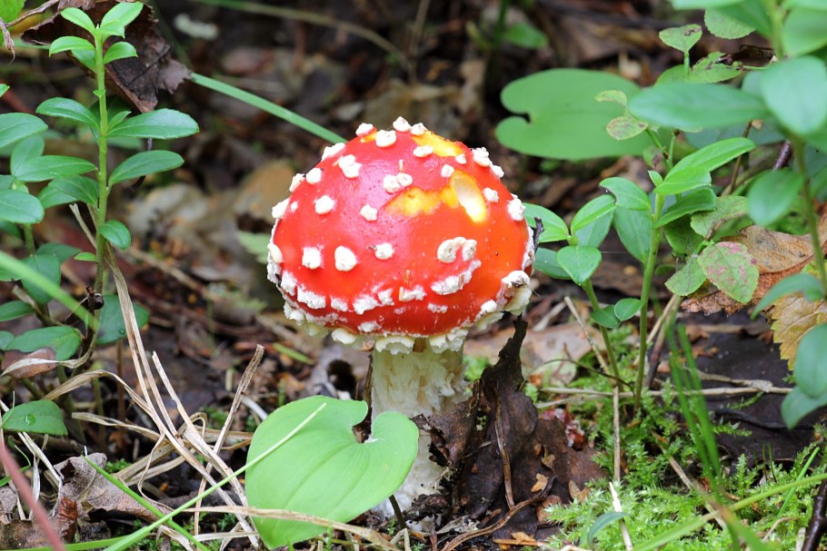 Мухомор красный сибирский
