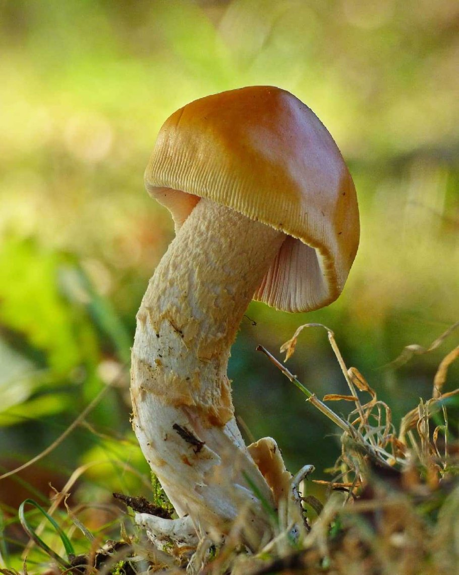 Текстура мухомора