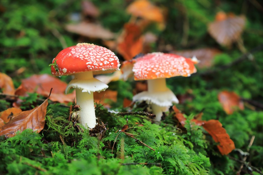 Красный мухомор