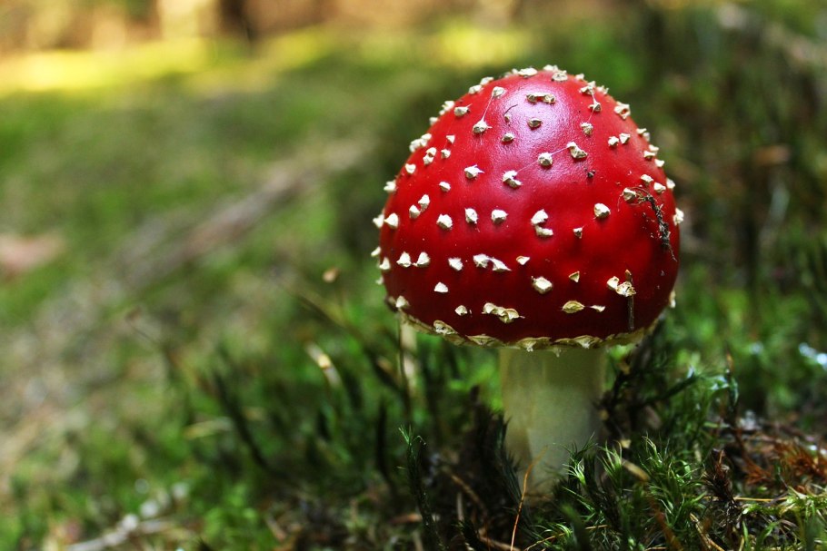 Осенние несъедобные грибы