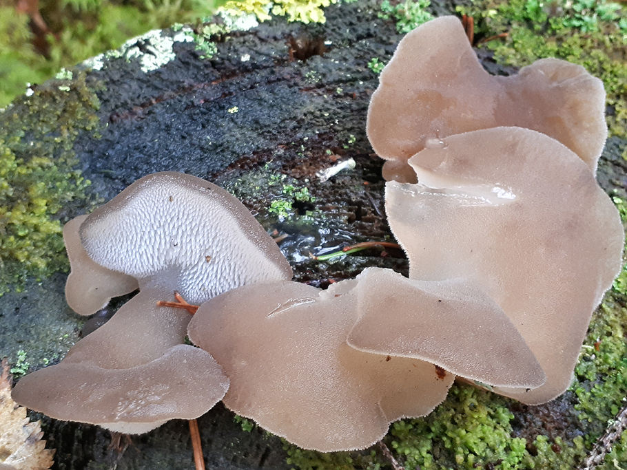 Псевдоежовик студенистый (Pseudohydnum gelatinosum)