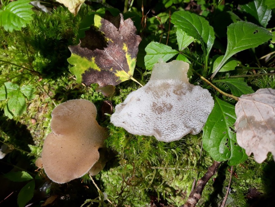 Ложноежовик студенистый, Pseudohydnum gelatinosum