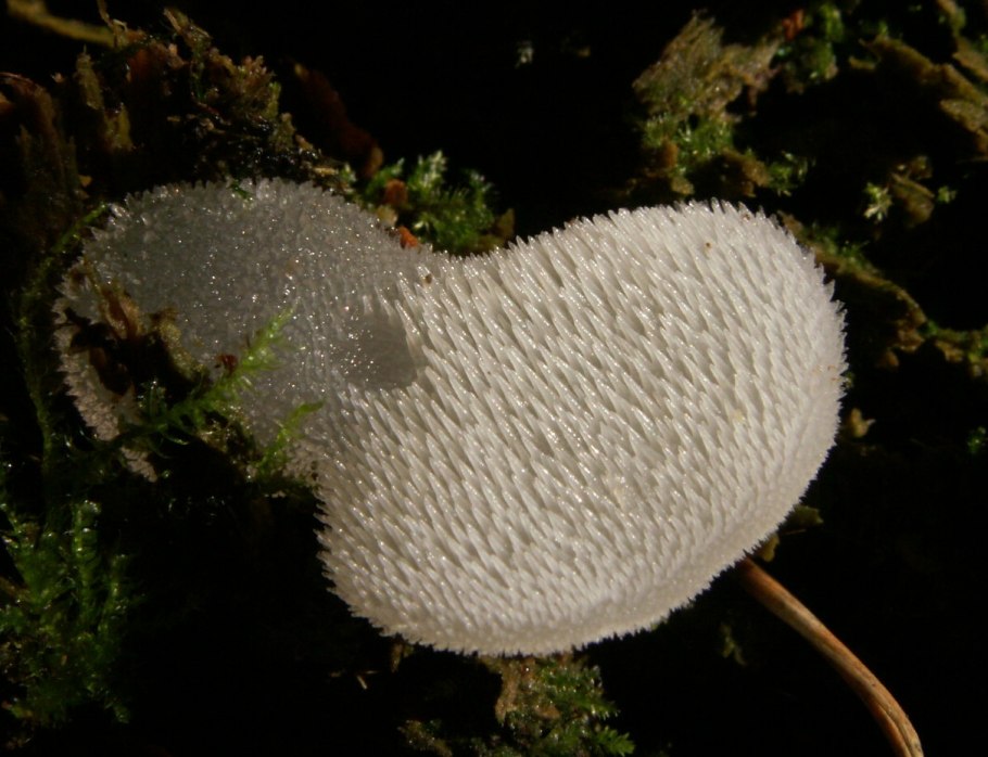 Ежовик пестрый Sarcodon imbricatus