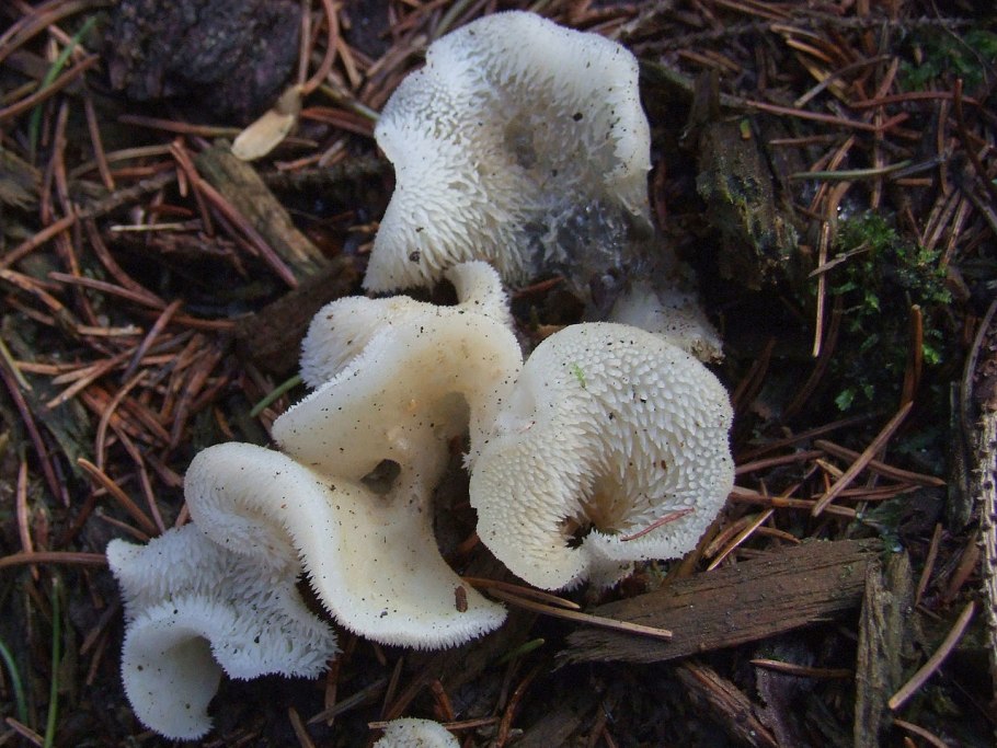 Ежовик черный (Phellodon Niger)