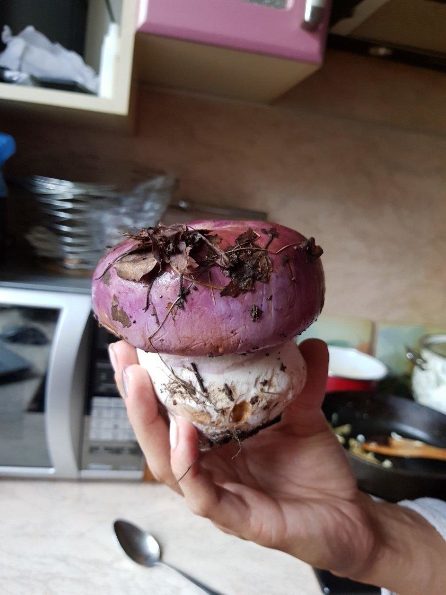 Паутинник с фиолетовой шляпкой и толстой ножкой