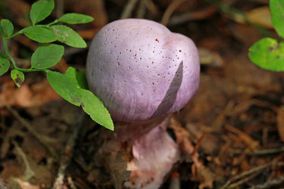 Паутинник козий гриб