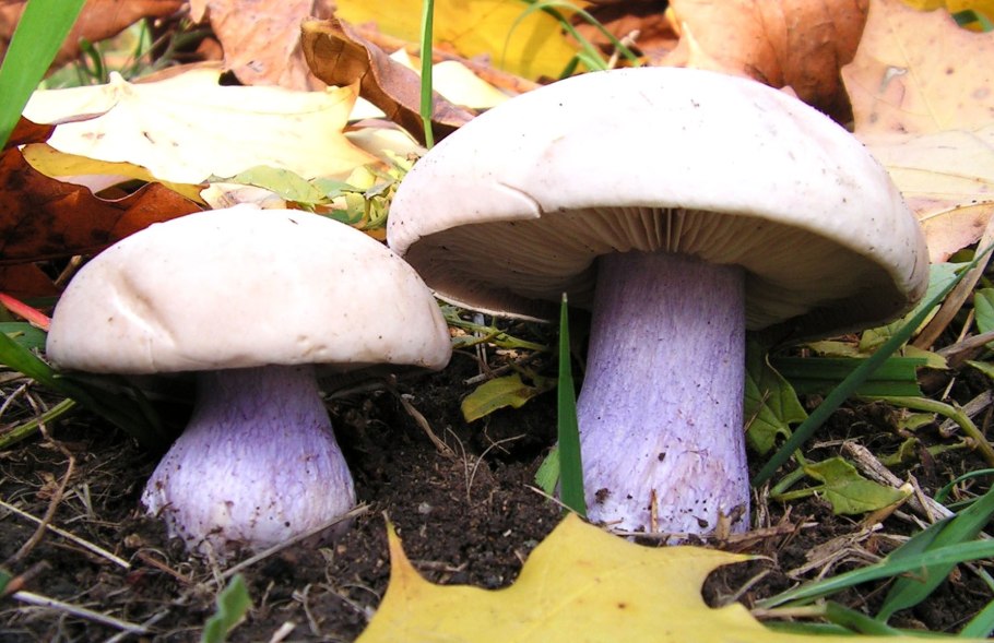 Паутинник с фиолетовой шляпкой и толстой ножкой