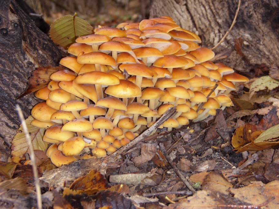 Галерина и зимний опенок, фламмулина.