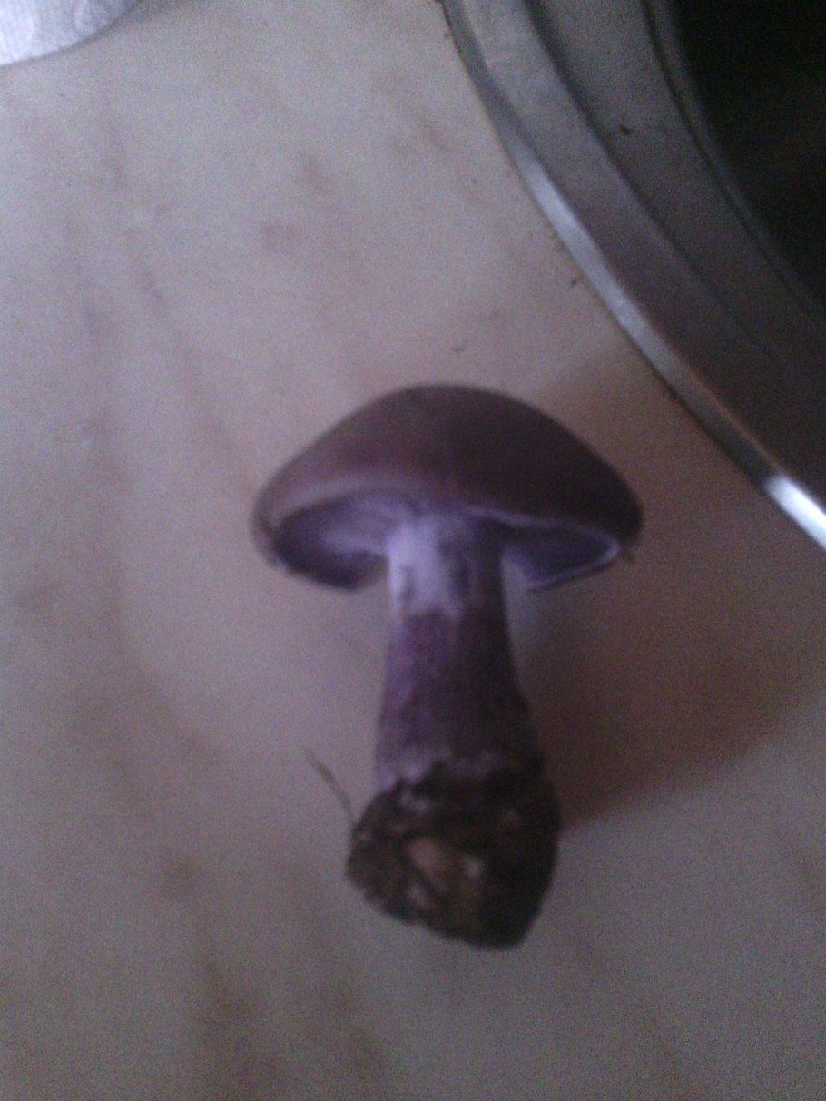 Паутинник багряный Cortinarius PURPURASCENS