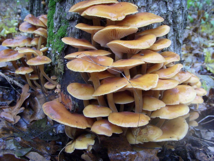 Зимний опенок ложный