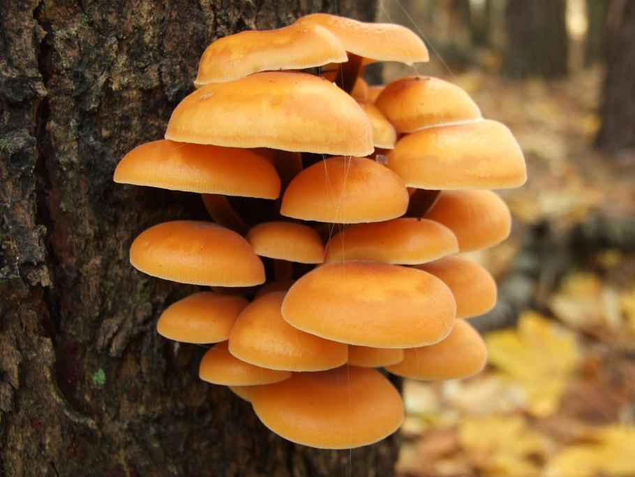 Фламмулина бархатистоножковая