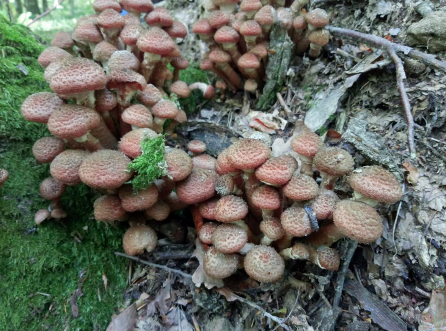 Поздние опята