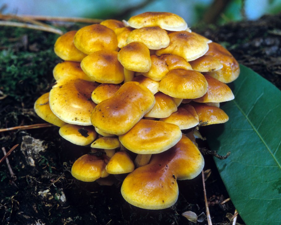 Зимний опенок фламмулина