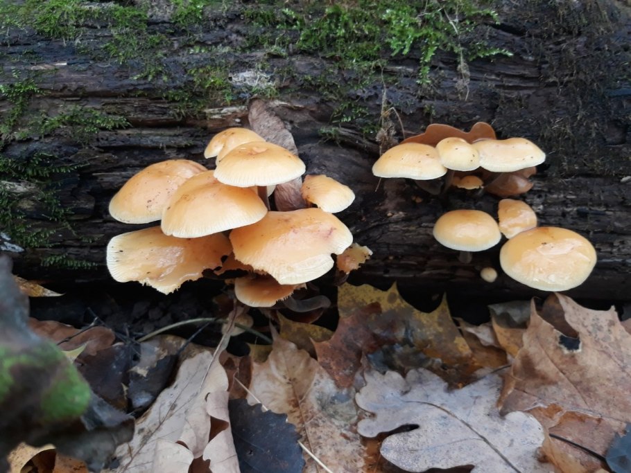 Фламмулина гриб в Подмосковье