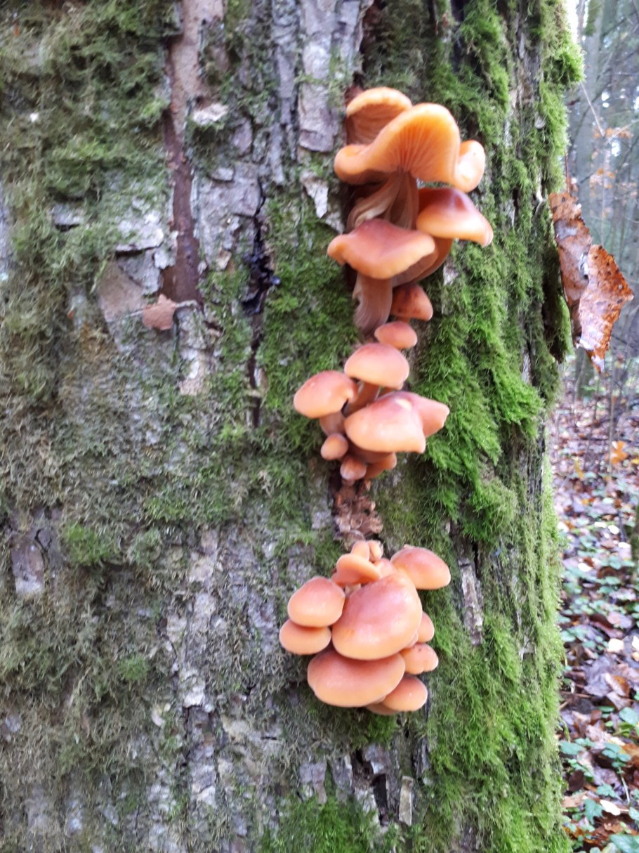 Кленовые опята