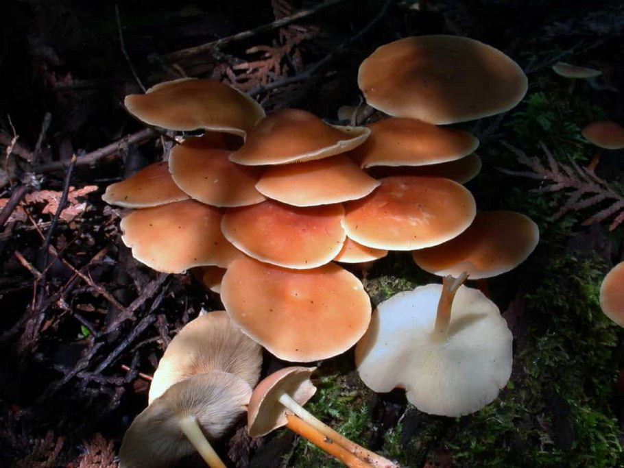 Коллибия лесолюбивая