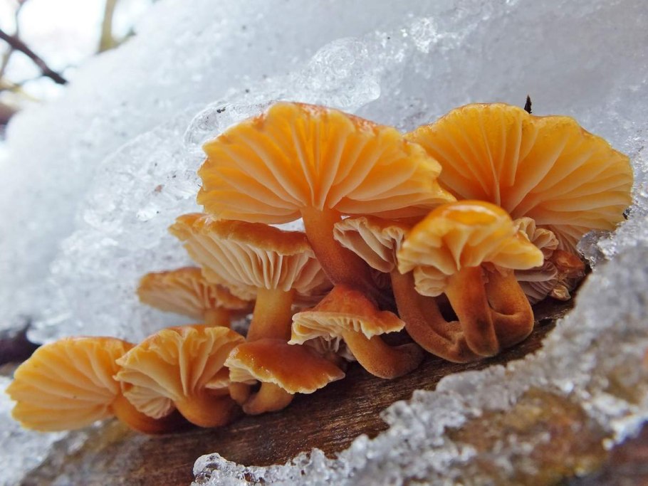 Зимний опенок фламмулина