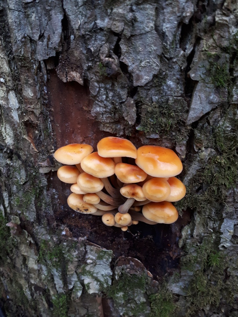 Опёнок Боровой