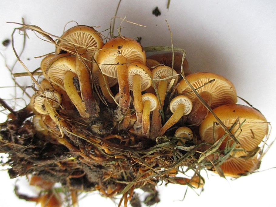 Опёнок зимний Flammulina velutipes