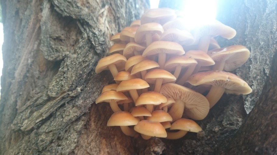 Зимний опенок ложный