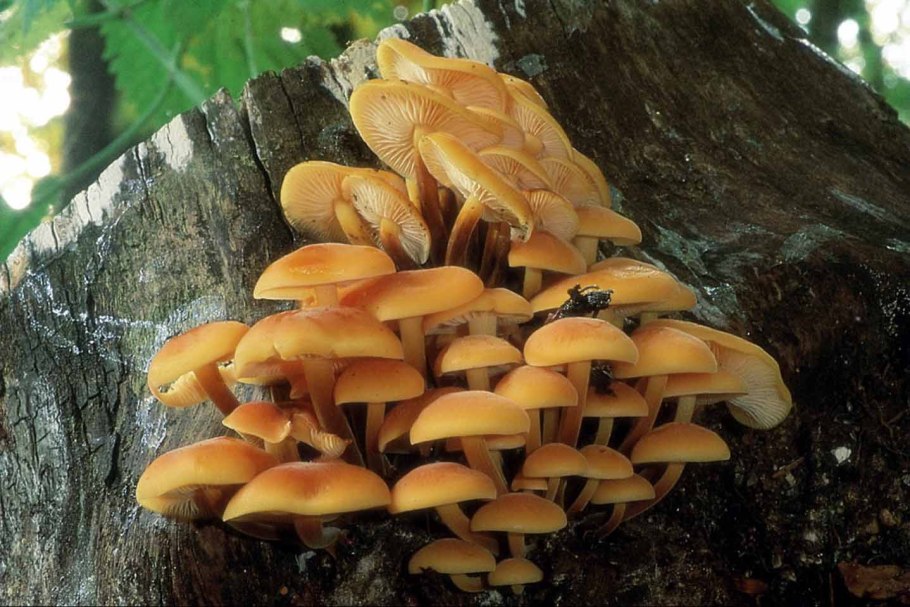 Опёнок зимний грибница