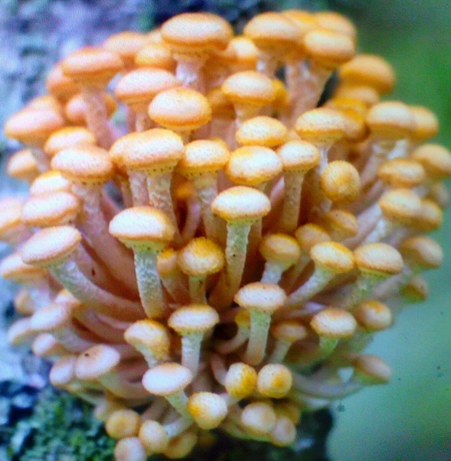 Опенок амилярии