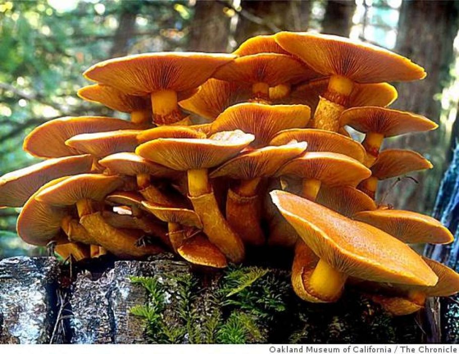 Гимнопил гибридный