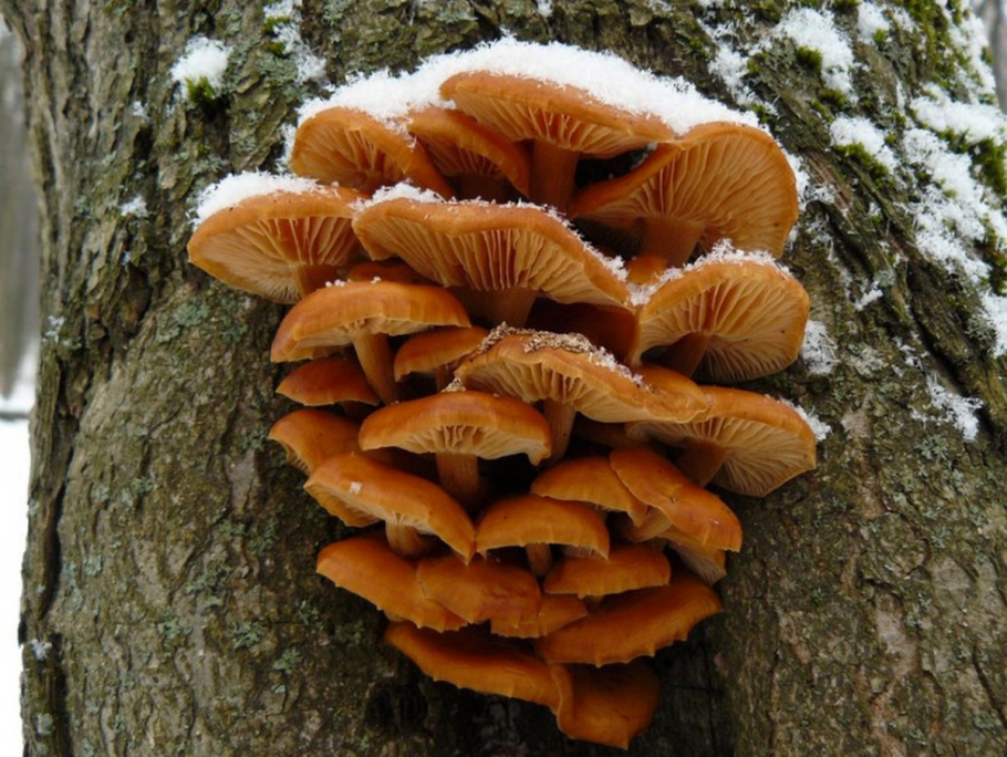 Грибы опята зимние