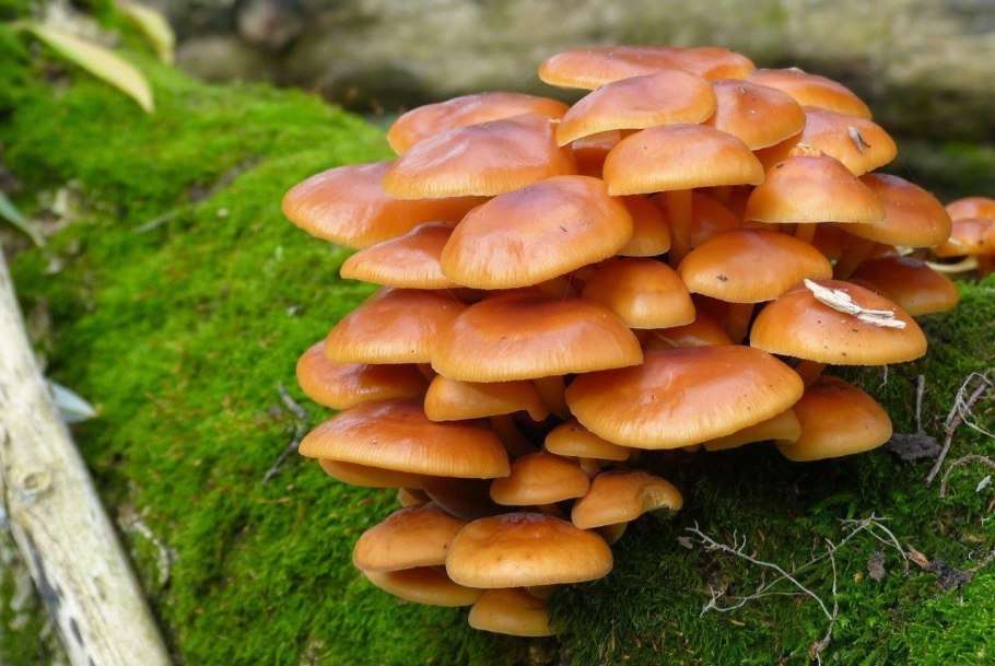 Опята на Кубани