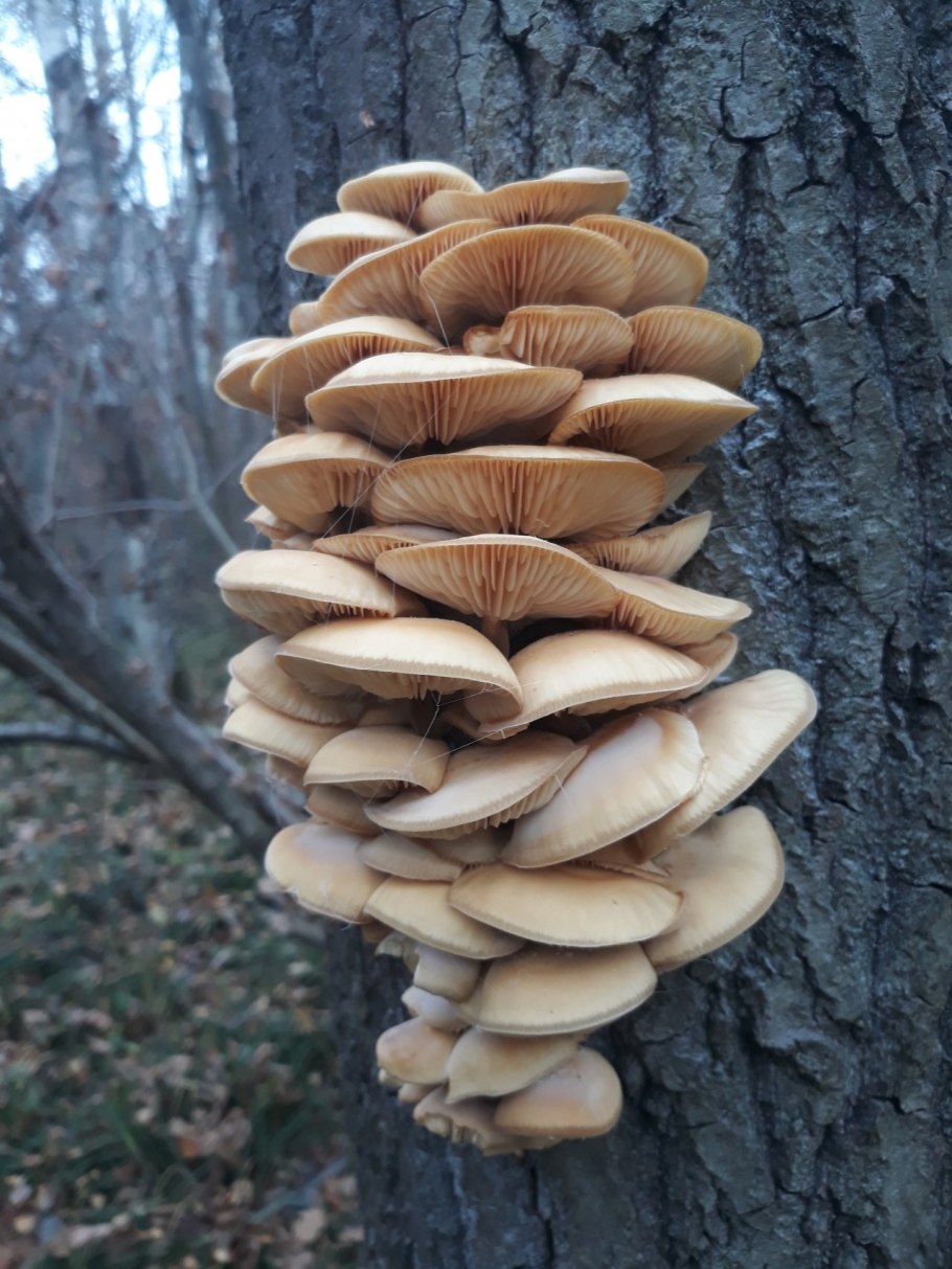 Фламмулина или зимний опёнок