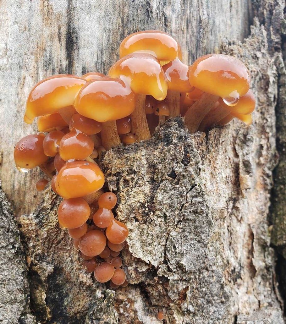 Фламмулина бархатистоножковая