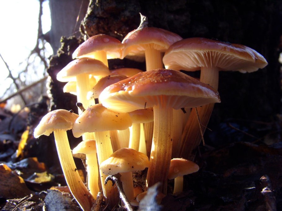 Фламмулина бархатистоножковая зимний опенок