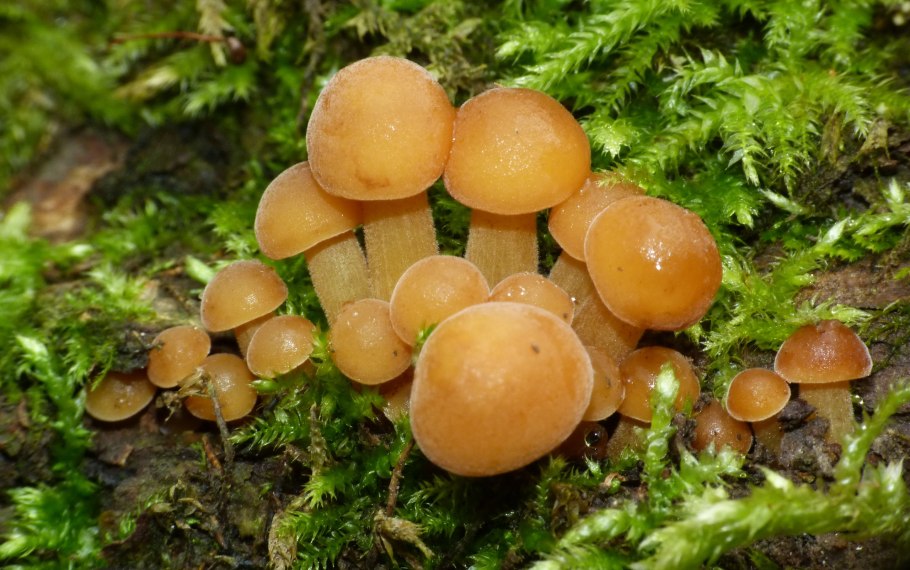 Озимые опята