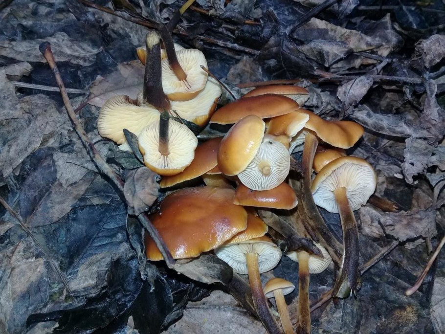 Гриб опята озимовые