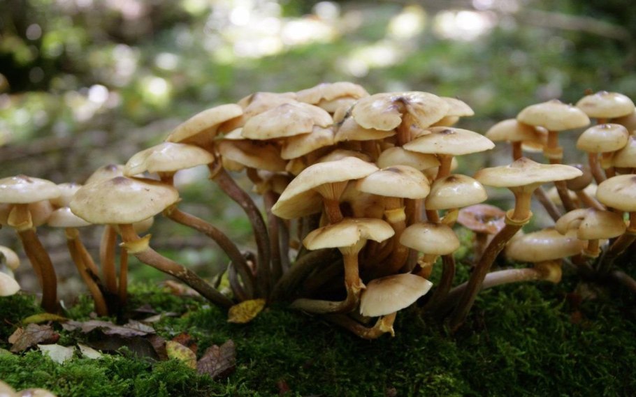 Китайские опята фото